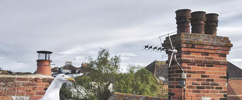 Chimney Cleaning And Restoration in St. Michael, Minnesota